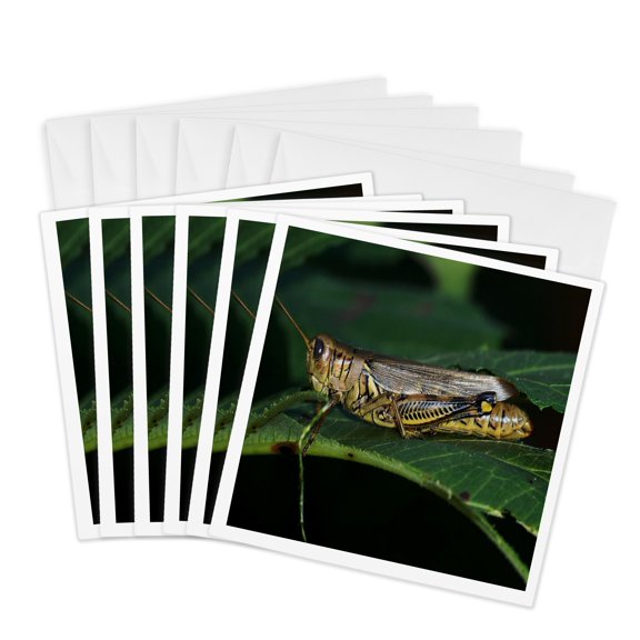 3drose, Grasshopper on a Leaf, 6 Greeting Cards with Envelopes