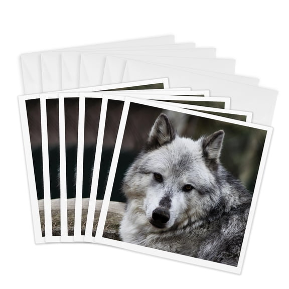 3drose, Gray Wolf Looking Straight at You, 6 Greeting Cards with Envelopes