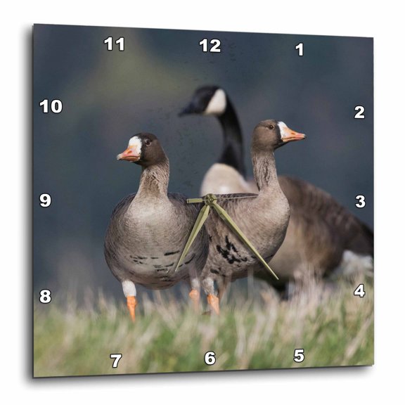 3drose, Greater White-fronted Geese and Canada Goose, 10x10 Wall Clock