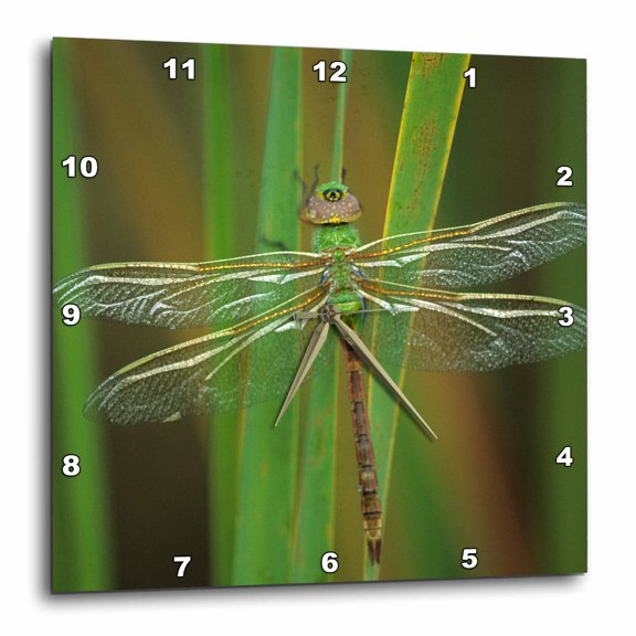 3drose, Green Darner Dragonfly Insect on Reeds - Na01 Bja0017 - Jaynes Gallery, 15x15 Wall Clock