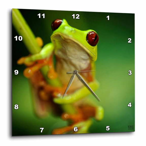 3drose, Green Tree Frog on a Twig, 13x13 Wall Clock