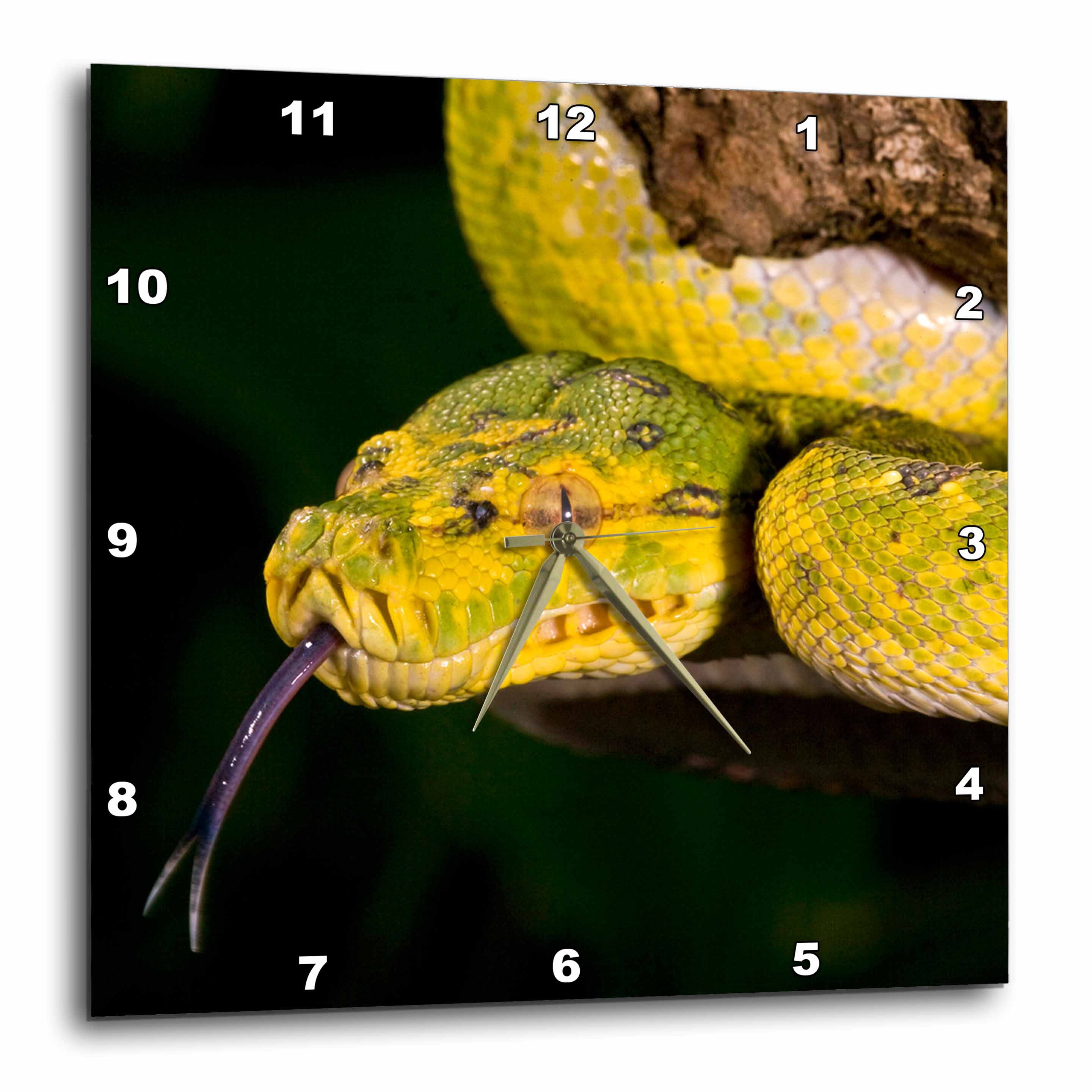3drose, Green Tree Python Snake, Morelia Viridis - Na02 Dno0739 - David ...
