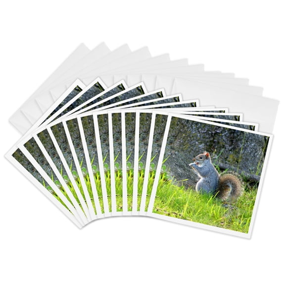 3drose, Grey Squirrel Eating Gray Fur, 12 Greeting Cards with Envelopes