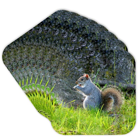 3drose, Grey Squirrel Eating Gray Fur, Set of 8 Coasters - Cork