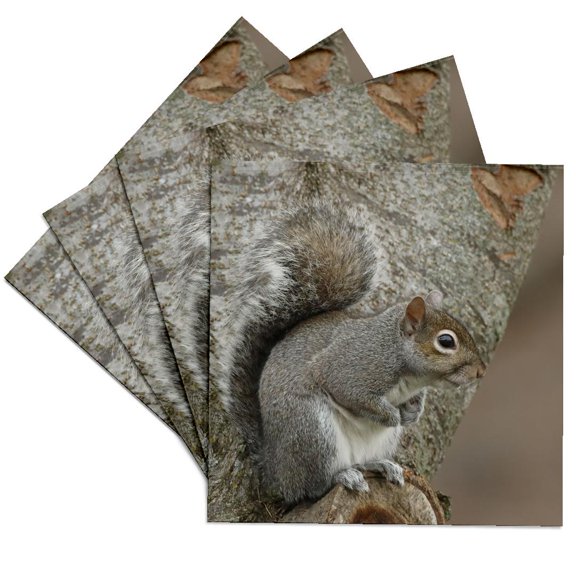 3drose, Grey Squirrel., Set of 4 Ceramic Tile Coasters