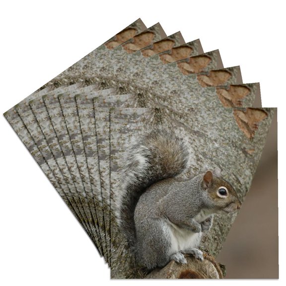 3drose, Grey Squirrel., Set of 8 Ceramic Tile Coasters