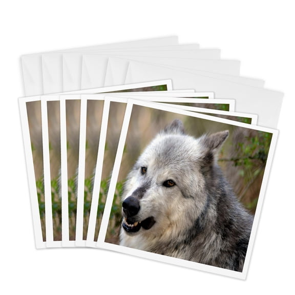 3drose, Grey Wolf with Ears Back, 6 Greeting Cards with Envelopes