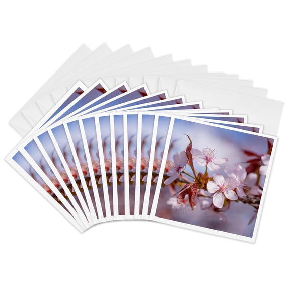 3drose, Group of Sakura Cherry Blossoms. Beautiful Spring, 12 Greeting Cards with Envelopes