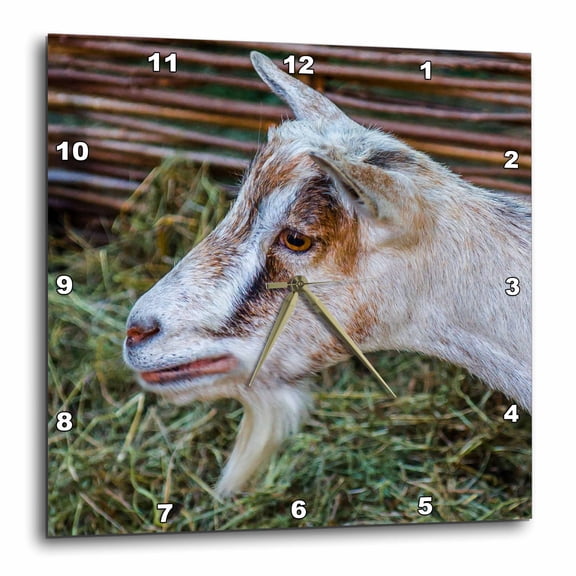 3drose, Head of a Young Goat Animal. Hay and a Wicker Fence in the Background, 10x10 Wall Clock