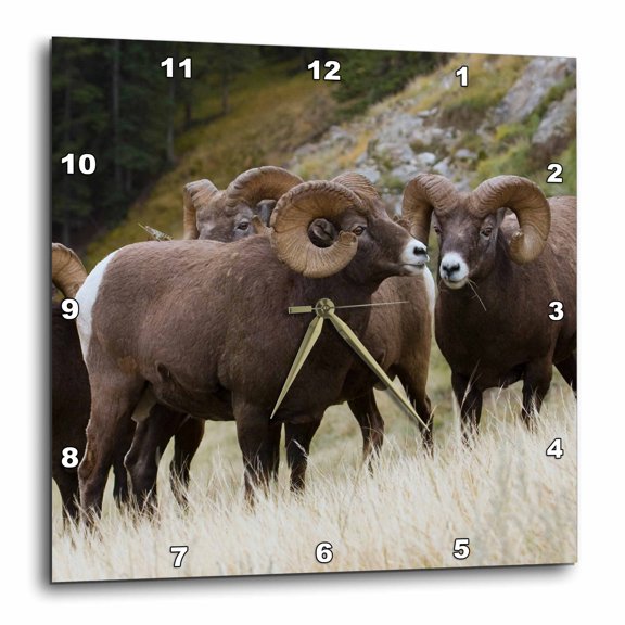 3drose, Herd of Rocky Mountain Bighorn Sheep Rams, 15x15 Wall Clock