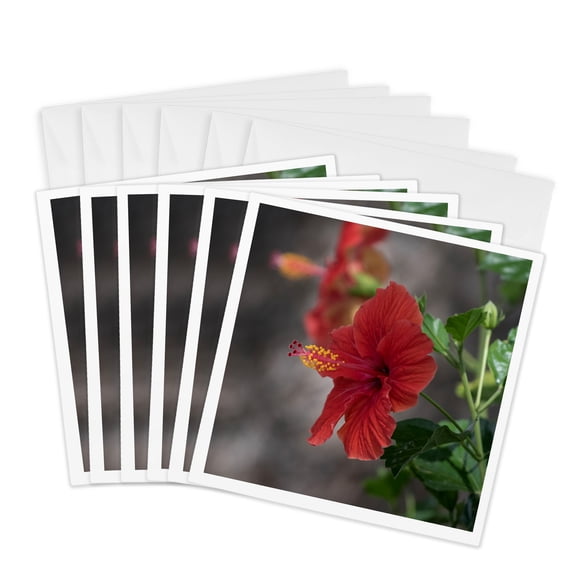 3drose, Hibiscus Rosa Sinensis, Kingdom of Tonga., 6 Greeting Cards with Envelopes