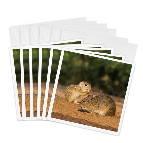 3drose, Hispid Cotton Rat, Mexican Ground Squirrel, Wildlife - Us44 Ldi0648 - Larry Ditto, 6 Greeting Cards with Envelopes