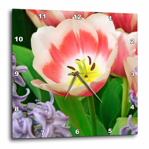 3drose, Holland, Keukenhof Gardens. Tulip in Flower Garden, 10x10 Wall Clock