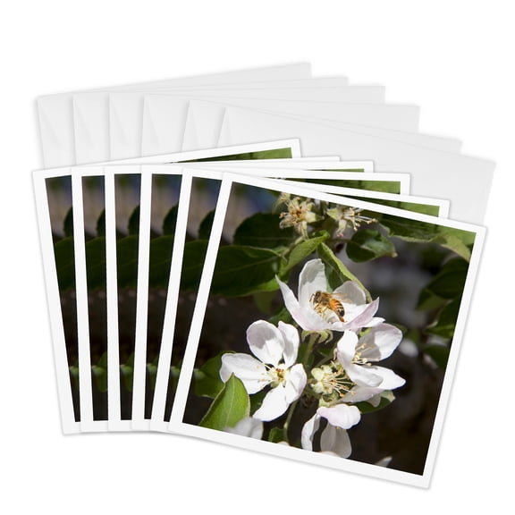 3drose, Honey Bee on Apple Blossoms in Idaho - Us13 Dfr0565 - David R. Frazier, 6 Greeting Cards with Envelopes
