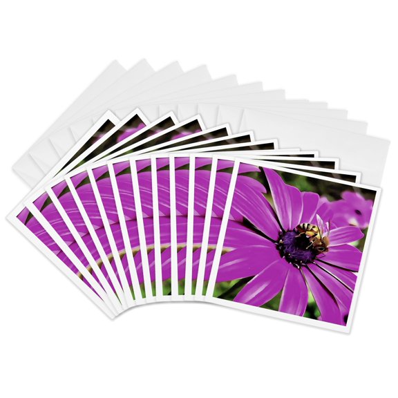 3drose, Honey Bee on a Purple African Daisy Art, 12 Greeting Cards with Envelopes