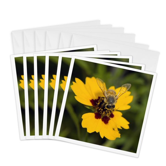 3drose, Honeybee, Coastal Bend, Texas - Us44 Mpr0113 - Maresa Pryor, 6 Greeting Cards with Envelopes