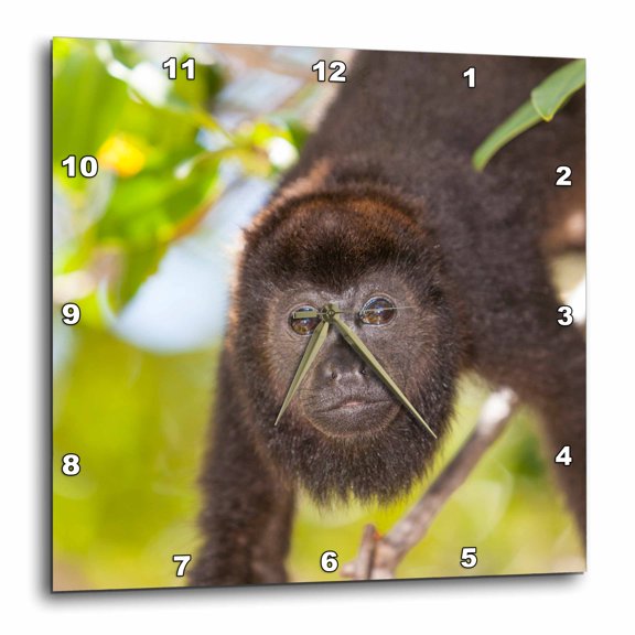 3drose, Howler Monkey, Rehab Center and Forest Preserve on Mango Key, Roatan, 10x10 Wall Clock