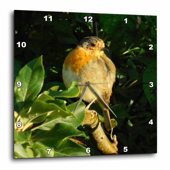 3drose, Image of English Robin in Late Summer, 10x10 Wall Clock