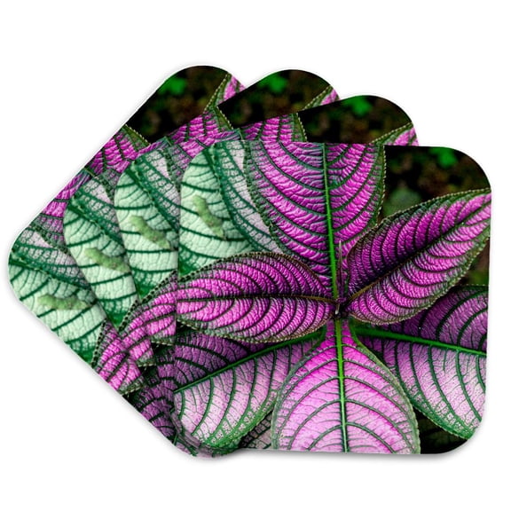 3drose, Image of a Persian Shield Plant, Strobilanthes Dyerianus, Costa Rica, Set of 4 Coasters - Soft