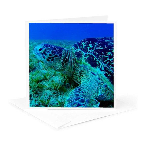 3drose, Image of a Swimming Turtle., 1 Greeting Card with Envelope