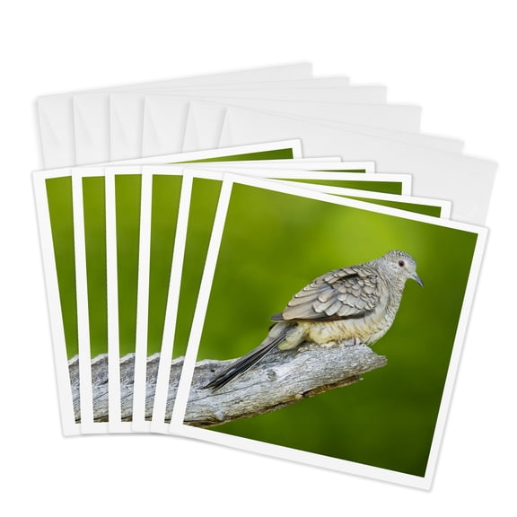 3drose, Inca Dove (columbina Inca) Bird Perched - Us44 Ldi0955 - Larry Ditto, 6 Greeting Cards with Envelopes