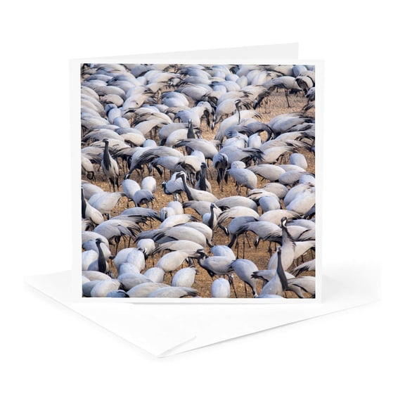 3drose, India, Rajasthan, Khichan Village, Demoiselle Cranes., 1 Greeting Card with Envelope