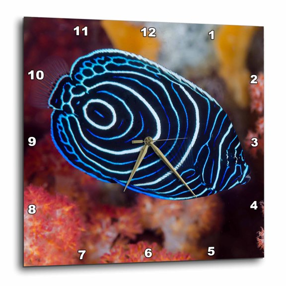 3drose, Indonesia, West Papua, Raja Ampat. Close up of Emperor Angelfish, 10x10 Wall Clock