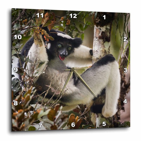 3drose, Indri Lemur in a Tree, Madagascar, 13x13 Wall Clock