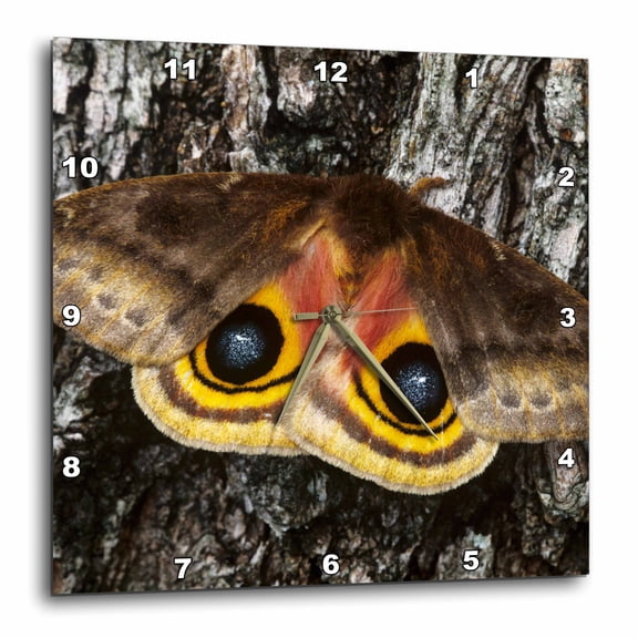 3drose, Io Moth Insect, Mesquite Tree Bark, Texas - Us44 Rnu0192 - Rolf Nussbaumer, 15x15 Wall Clock