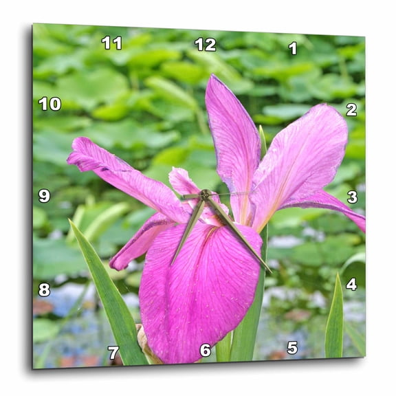 3drose, Iris Flower, Kanapaha Botanical Gardens, Florida - Us10 Mgi0630 - Mark Gibson, 13x13 Wall Clock