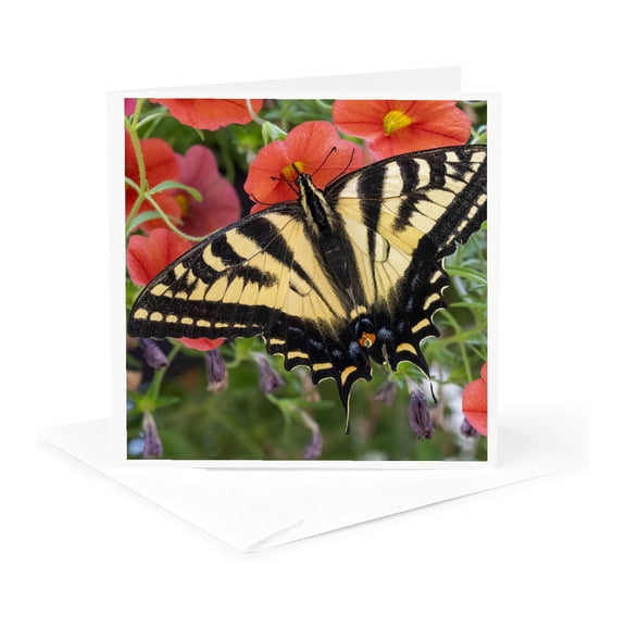 3drose, Issaquah, Wa State. Wet Douglas Squirrel Stuffing Peanuts in Mouth., 1 Greeting Card with Envelope