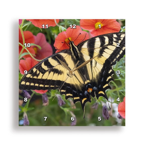 3drose, Issaquah, Wa State. Wet Douglas Squirrel Stuffing Peanuts in Mouth., 10x10 Wall Clock