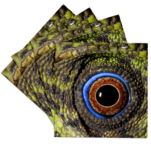 3drose, Javan Hump-headed Lizard., Set of 4 Ceramic Tile Coasters