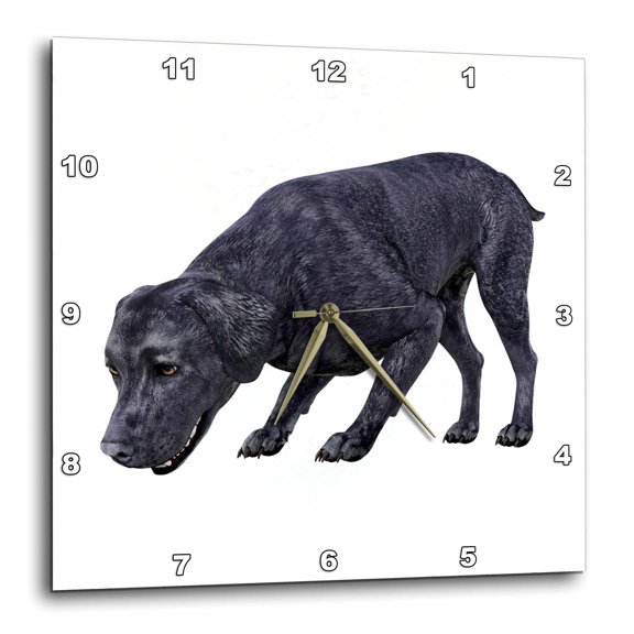 3drose, Labrador Black Sniffing the Ground, 13x13 Wall Clock