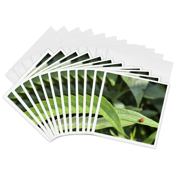 3drose, Ladybug Photo, 12 Greeting Cards with Envelopes