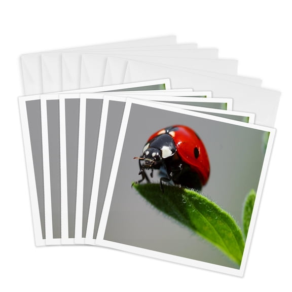 3drose, Ladybug up Real Close, 6 Greeting Cards with Envelopes
