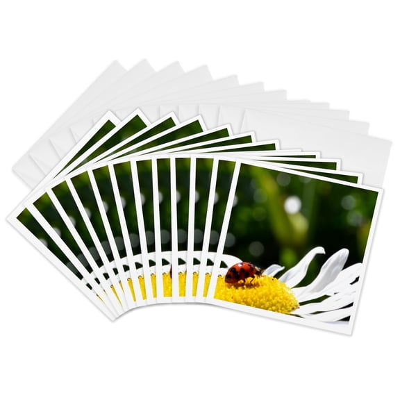3drose, Ladybug on a Daisy, 12 Greeting Cards with Envelopes