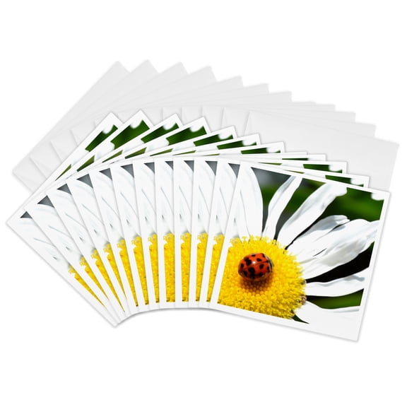 3drose, Ladybug on a Daisy Ii, 12 Greeting Cards with Envelopes