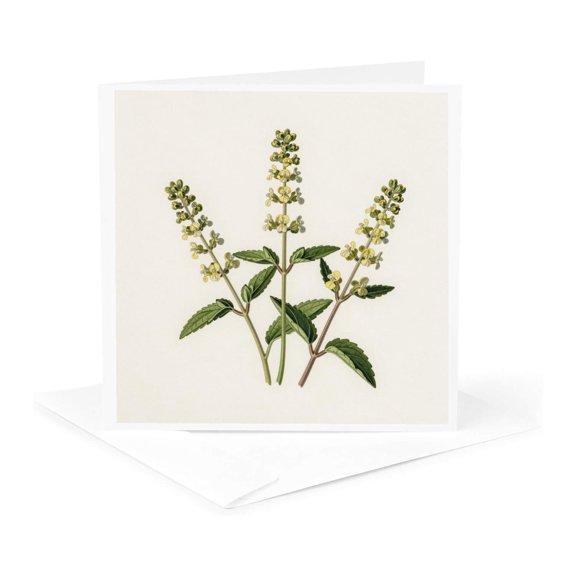 3drose, Lemon Balm Botanical Vintage Herbal Illustration, 1 Greeting Card with Envelope