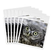 3drose, Little Owl , Athena Noctua, Aragon Spain Europe 4, 6 Greeting Cards with Envelopes