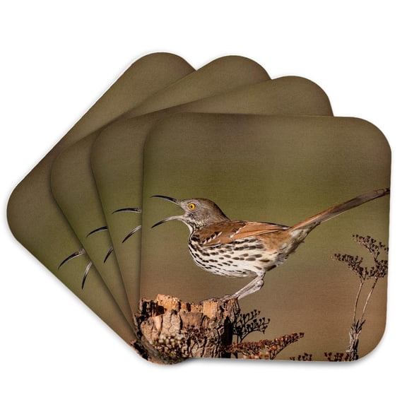 3drose, Long Billed Thrasher, Toxostoma Longirostris, Calling from Perch, Set of 4 Coasters - Cork