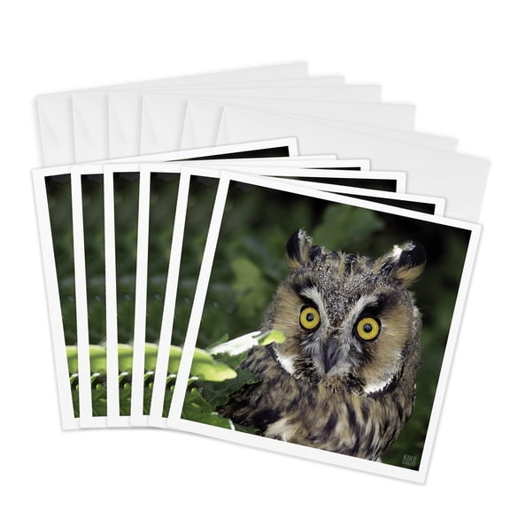 3drose, Long Eared Owl, Asio Otus, Aragon Spain, 6 Greeting Cards with Envelopes
