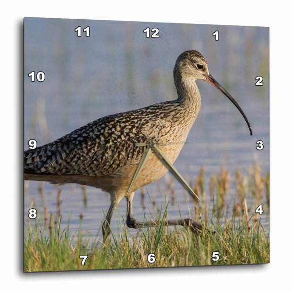 3drose, Long-billed Curlew Foraging, 15x15 Wall Clock