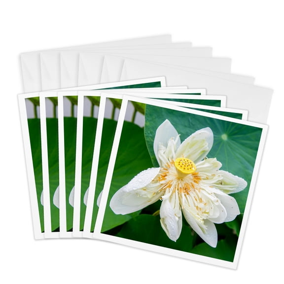 3drose, Lotus Blossom Flower, Vietnam, Asia, 6 Greeting Cards with Envelopes