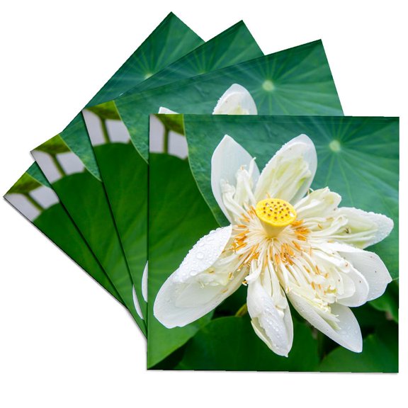 3drose, Lotus Blossom Flower, Vietnam, Asia, Set of 4 Ceramic Tile Coasters