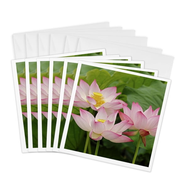 3drose, Lotus Flower, Nelumbo Nucifera, China-as07 Aje0059 - Adam Jones, 6 Greeting Cards with Envelopes