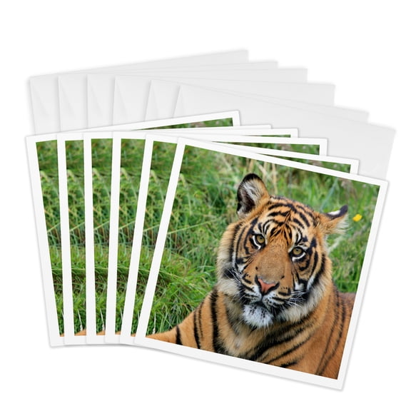 3drose, Lovely Tiger, 6 Greeting Cards with Envelopes