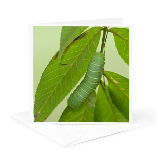 3drose, Luna Moth Caterpillar on a Hickory Tree, Carya Sp. Marion Co. Il, 1 Greeting Card with Envelope