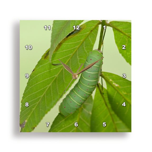 3drose, Luna Moth Caterpillar on a Hickory Tree, Carya Sp. Marion Co. Il, 10x10 Wall Clock