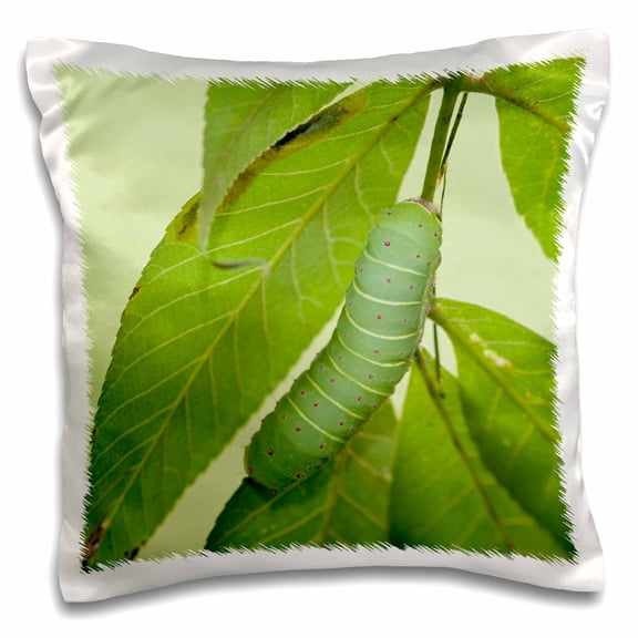 3drose, Luna Moth Caterpillar on a Hickory Tree, Carya Sp. Marion Co. Il, 16x16 inch Pillow Case